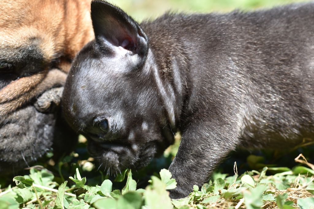 De La Caverne Des Trolls - Chiots disponibles - Bouledogue français