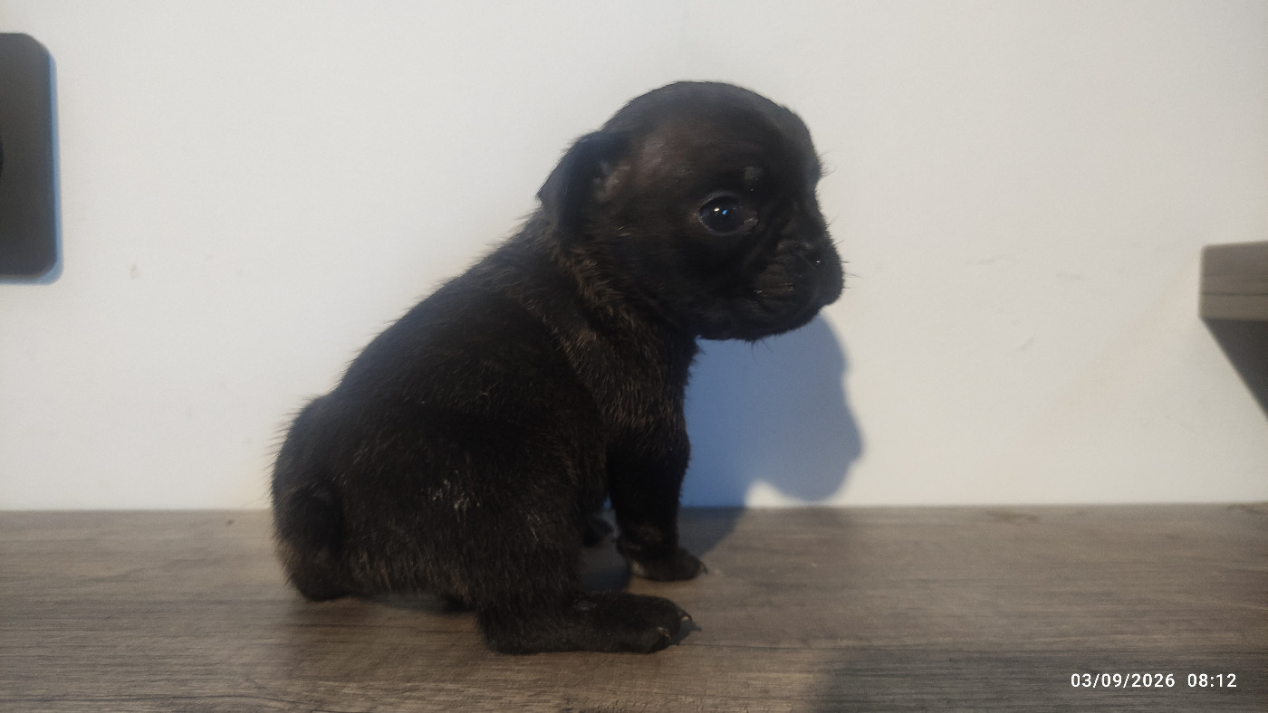 De La Caverne Des Trolls - Chiots disponibles - Bouledogue français