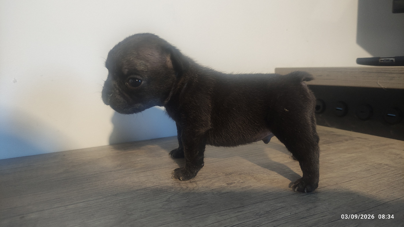 De La Caverne Des Trolls - Chiots disponibles - Bouledogue français