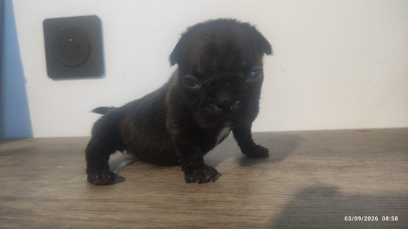 De La Caverne Des Trolls - Chiots disponibles - Bouledogue français