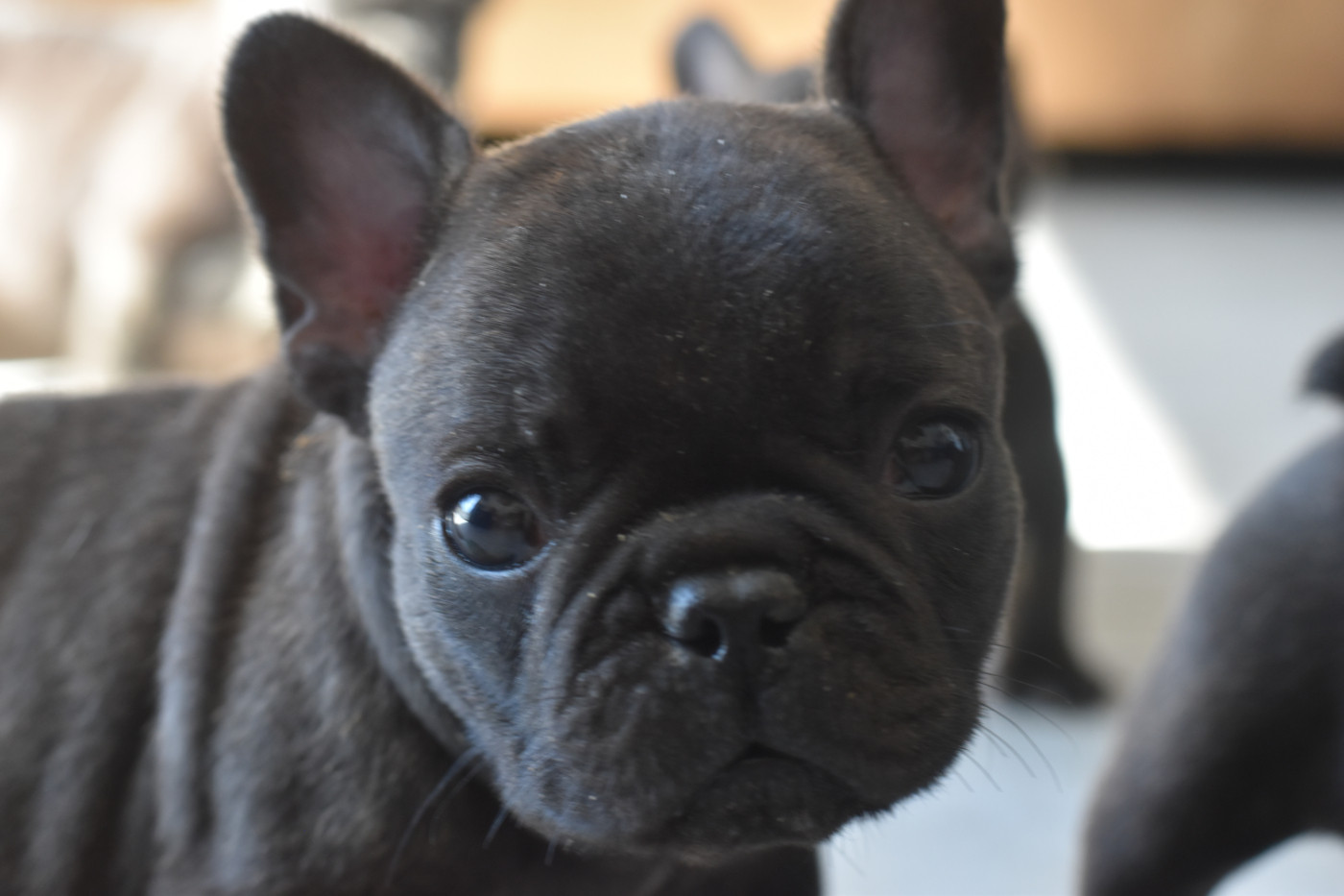 De La Caverne Des Trolls - Chiots disponibles - Bouledogue français