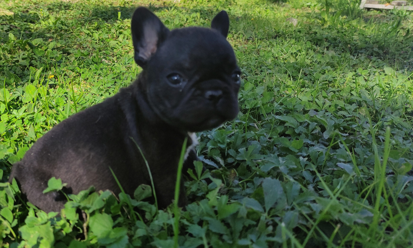 De La Caverne Des Trolls - Chiots disponibles - Bouledogue français