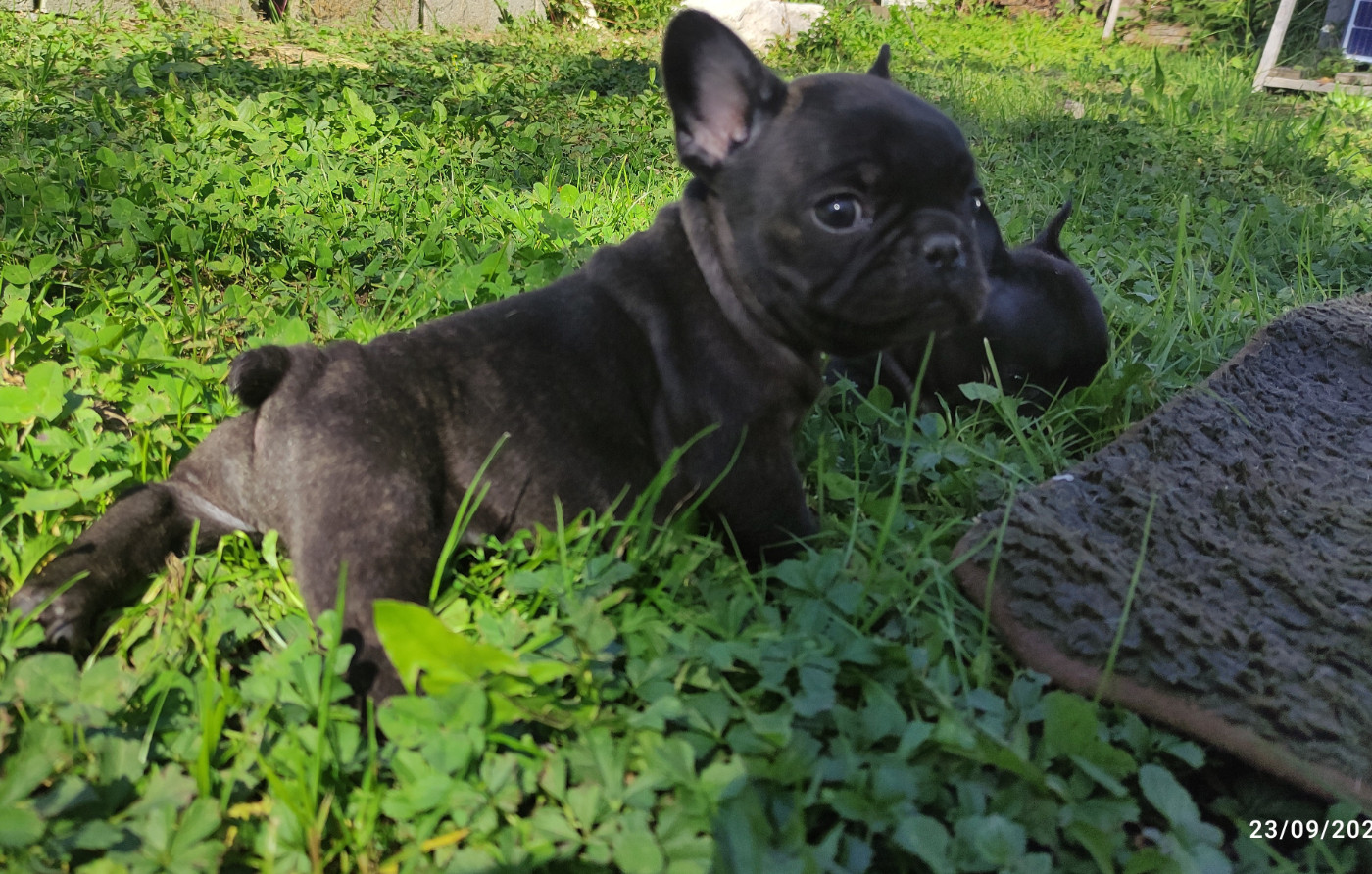 De La Caverne Des Trolls - Chiots disponibles - Bouledogue français