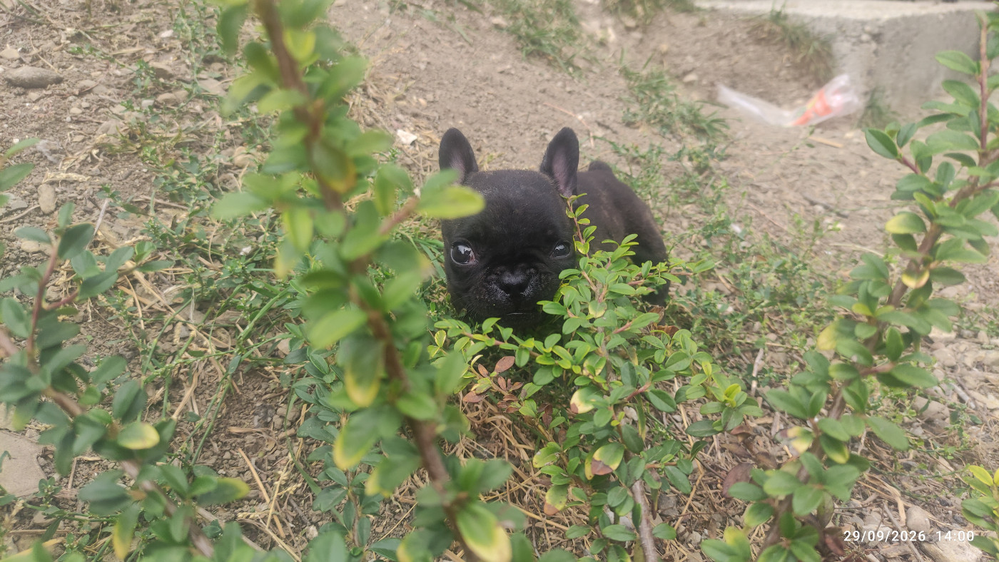 De La Caverne Des Trolls - Chiots disponibles - Bouledogue français