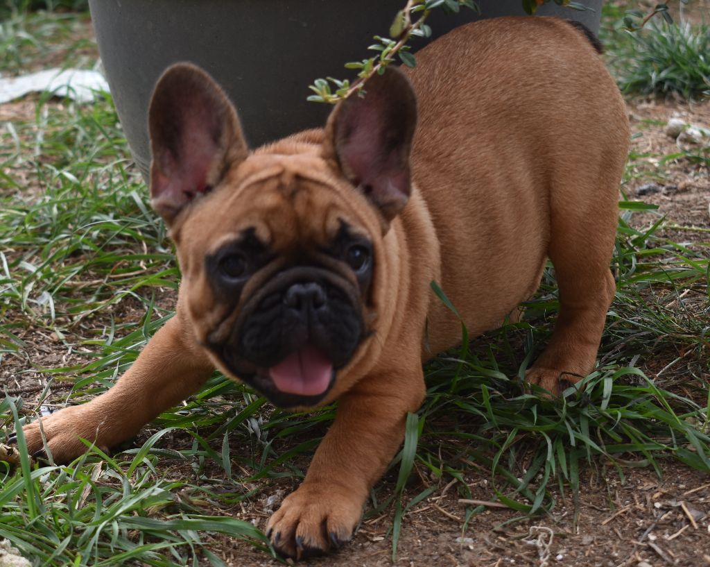 De La Caverne Des Trolls - Chiots disponibles - Bouledogue français