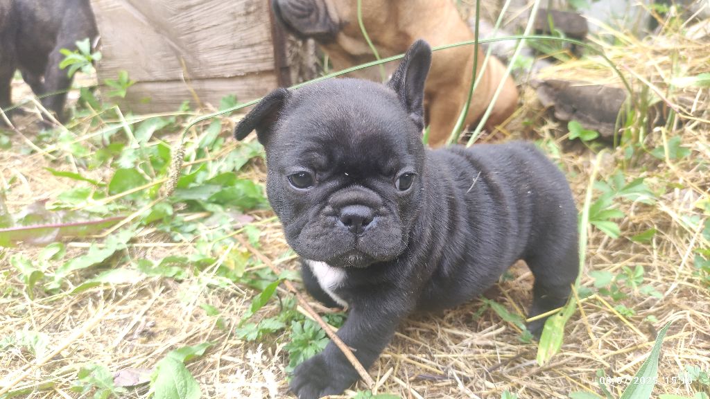 De La Caverne Des Trolls - Chiots disponibles - Bouledogue français