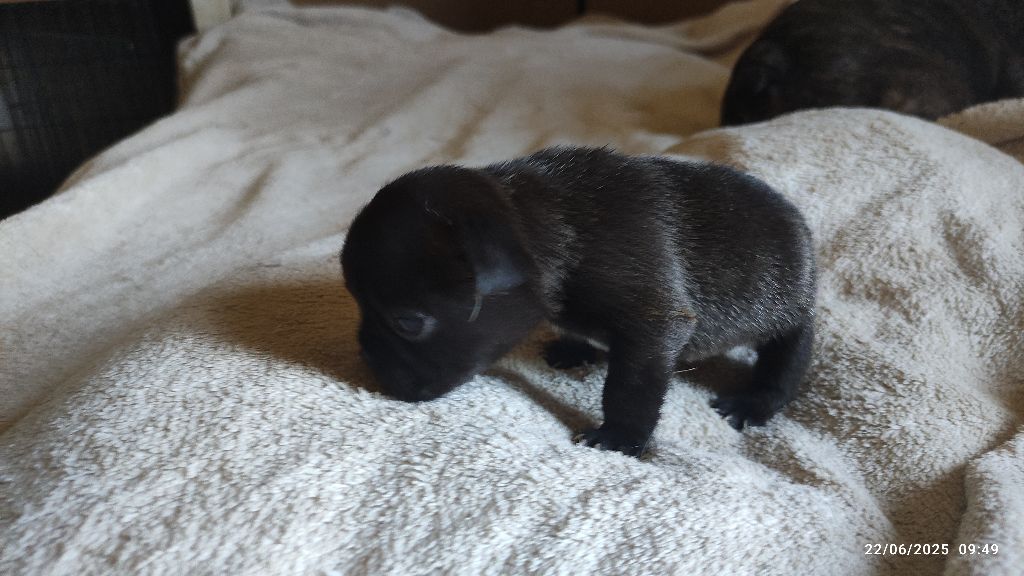 De La Caverne Des Trolls - Chiots disponibles - Bouledogue français