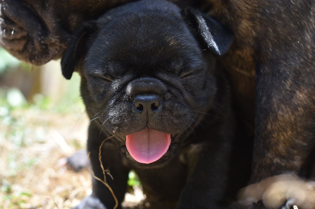De La Caverne Des Trolls - Chiots disponibles - Bouledogue français