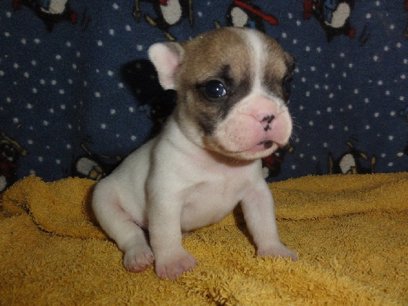 De La Caverne Des Trolls - Bouledogue français - Portée née le 09/12/2016