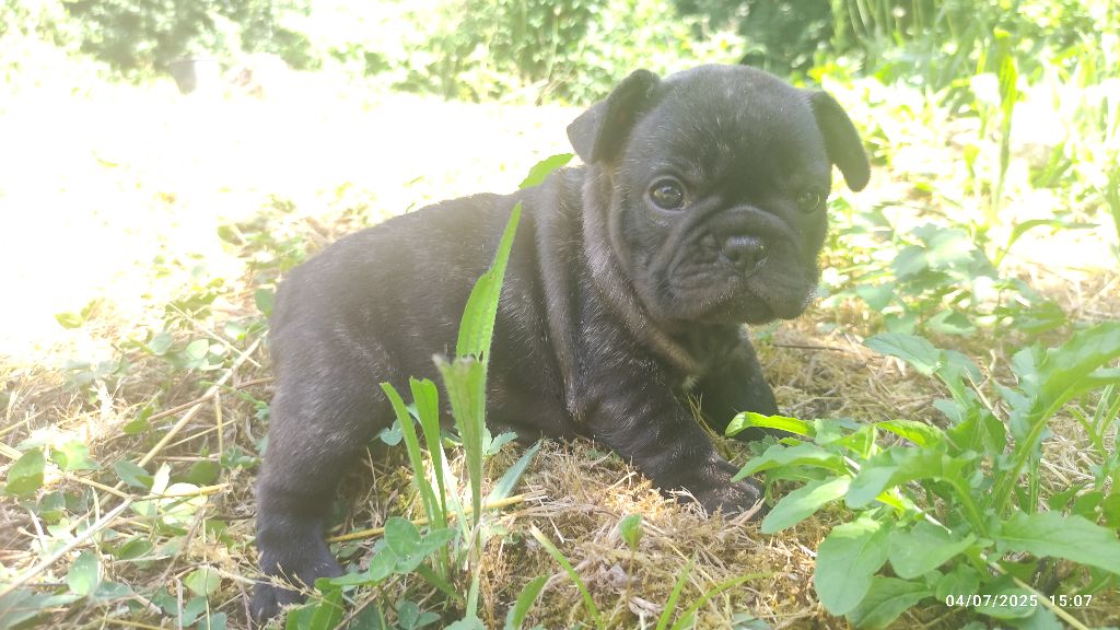 De La Caverne Des Trolls - Chiots disponibles - Bouledogue français
