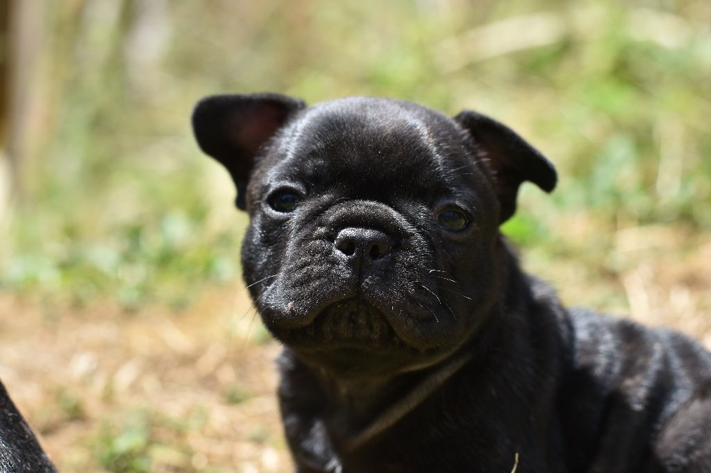 De La Caverne Des Trolls - Chiots disponibles - Bouledogue français