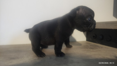 Chiot N°3