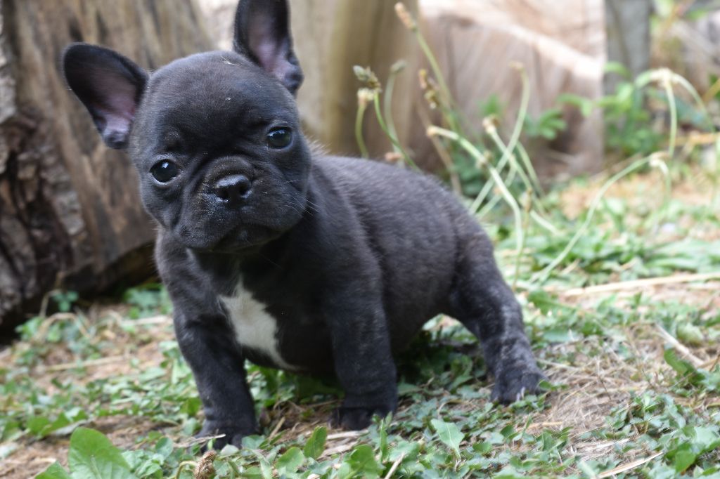 De La Caverne Des Trolls - Chiots disponibles - Bouledogue français