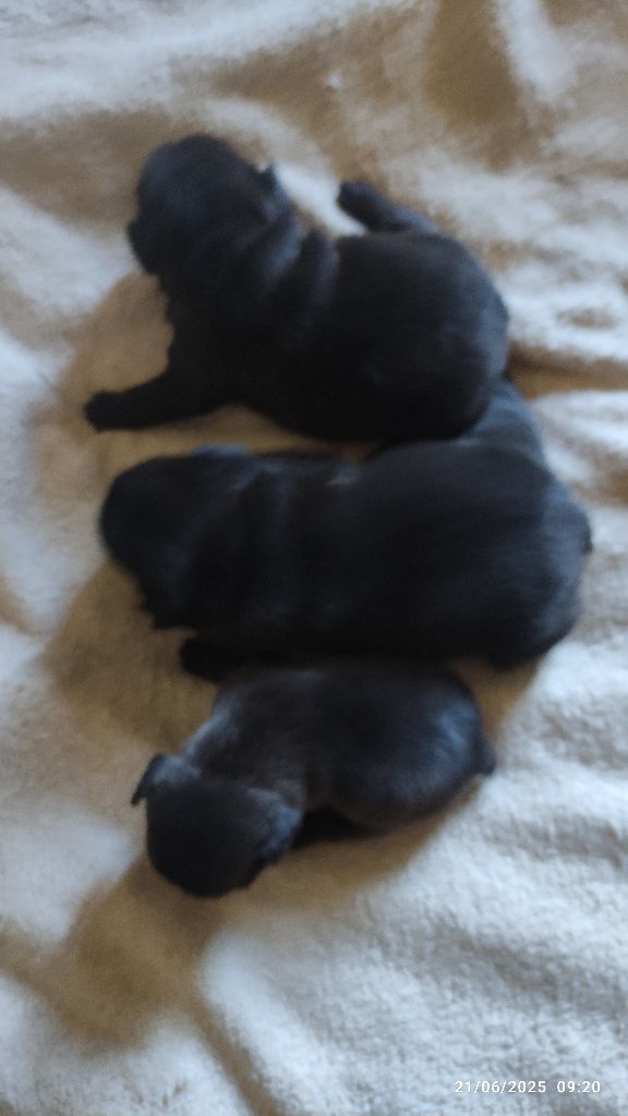 Chiot Bouledogue français De La Caverne Des Trolls