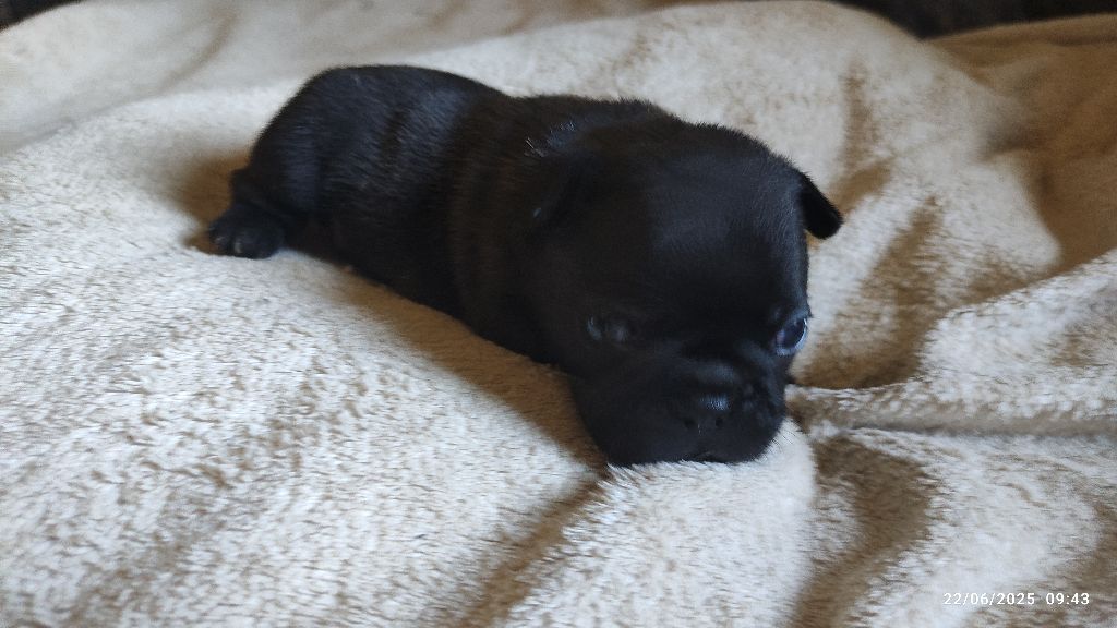 De La Caverne Des Trolls - Chiots disponibles - Bouledogue français