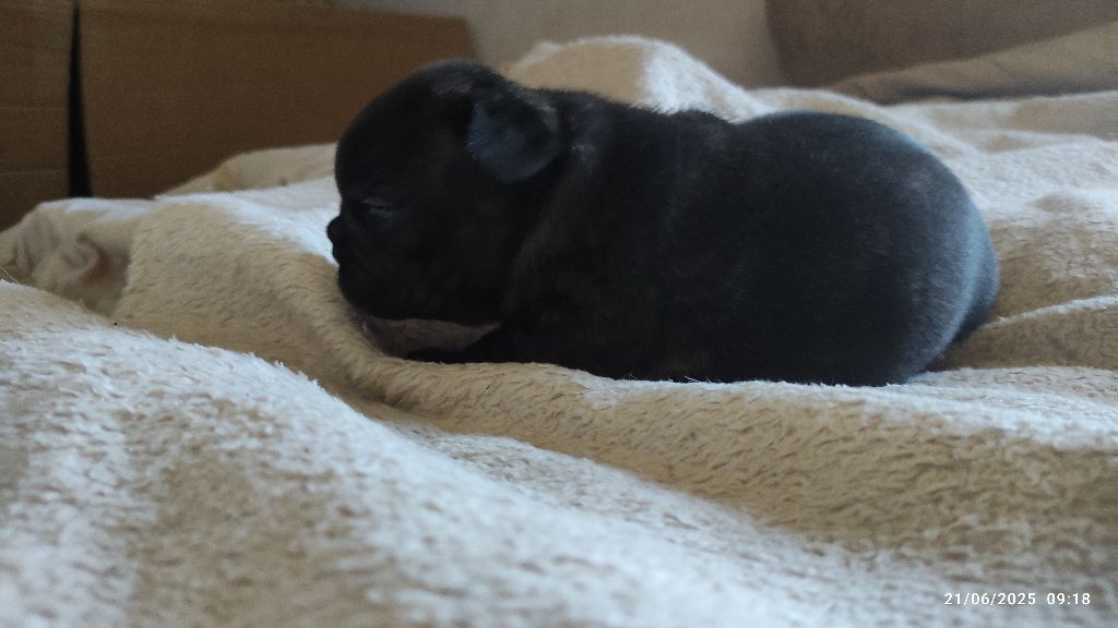 De La Caverne Des Trolls - Chiots disponibles - Bouledogue français